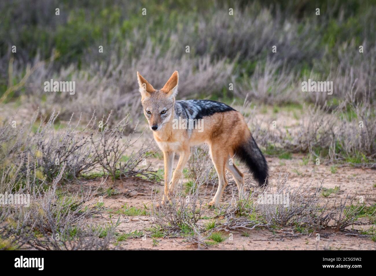 Sidestriped jackal taiapacks