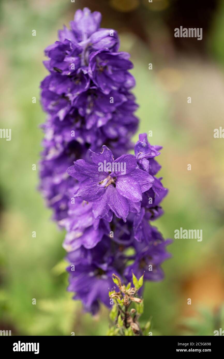 Candle larkspur (Delphinium elatum) in variety Black Knight, in family Ranunculaceae, native to mountainous climates. Stock Photo