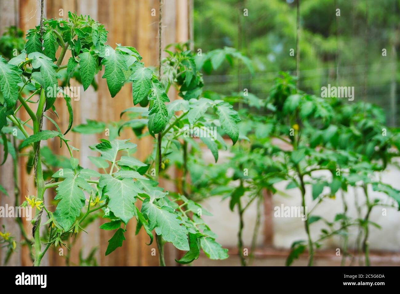 Tomato plants growing up strings in a greenhouse, wooden background
