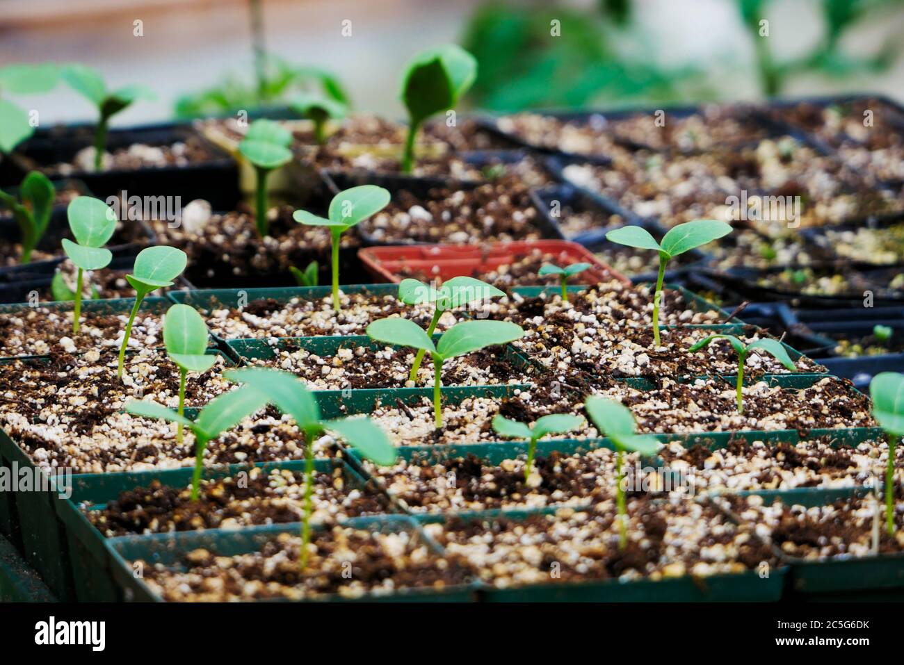 Cucumber seedlings growing in pots in a greenhouse Stock Photo Alamy