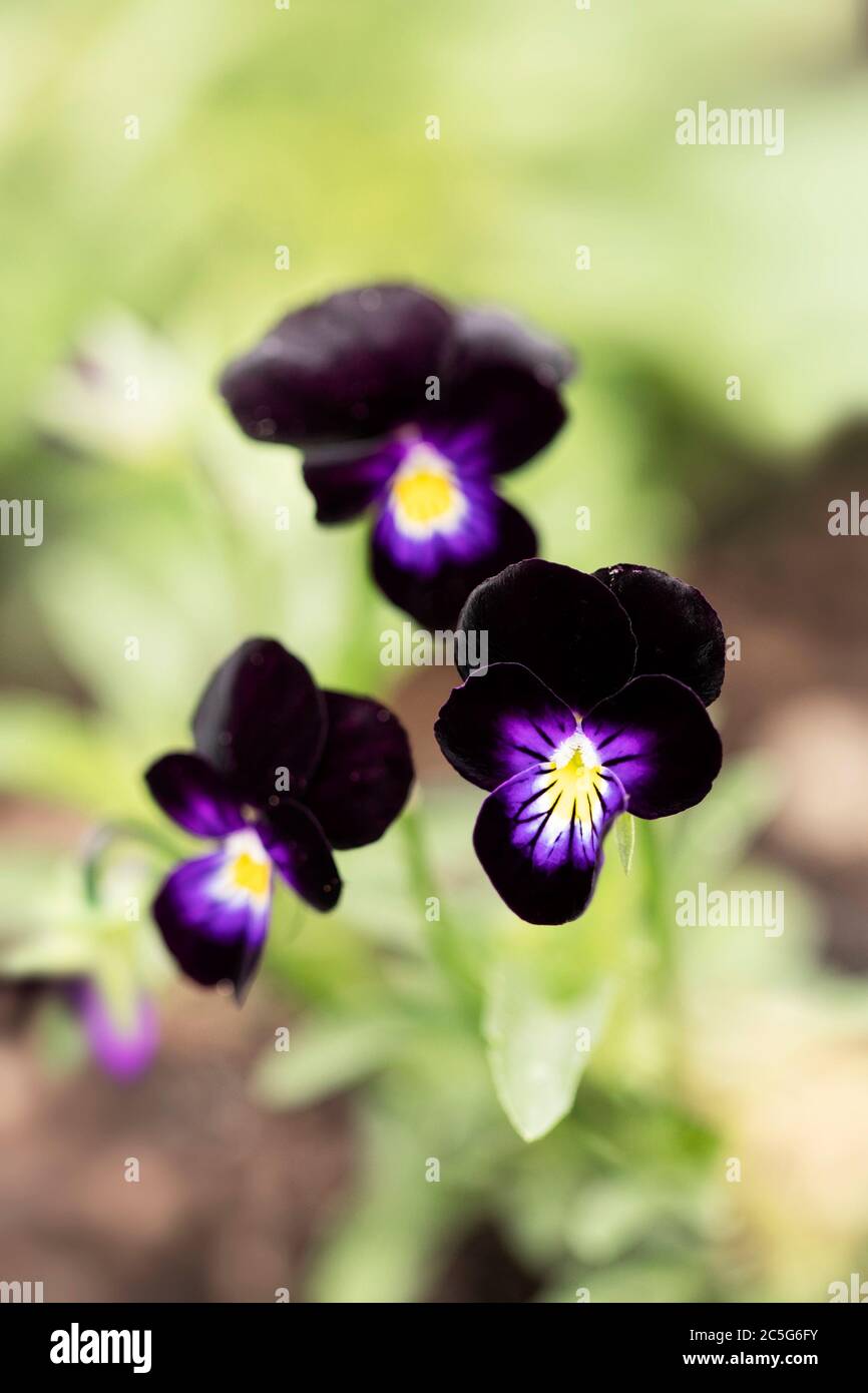 Viola tricolor in variety Bowles Black, also known as a Johnny-jump-up or black violet, growing in a summer garden. Stock Photo