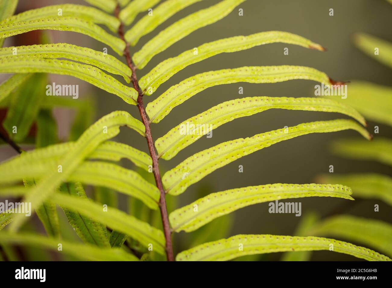 Sword fern hires stock photography and images Alamy