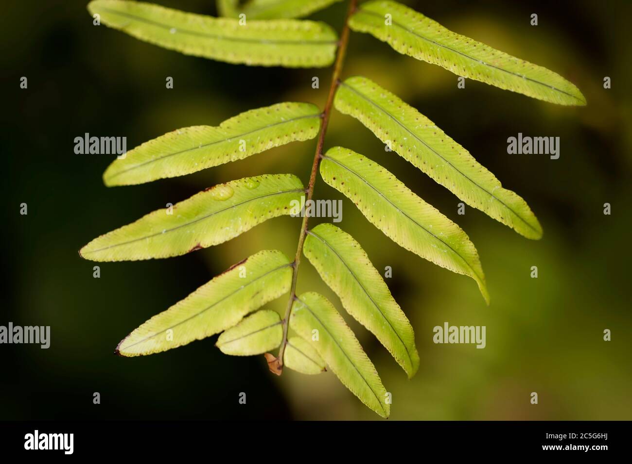 Sword fern hires stock photography and images Alamy