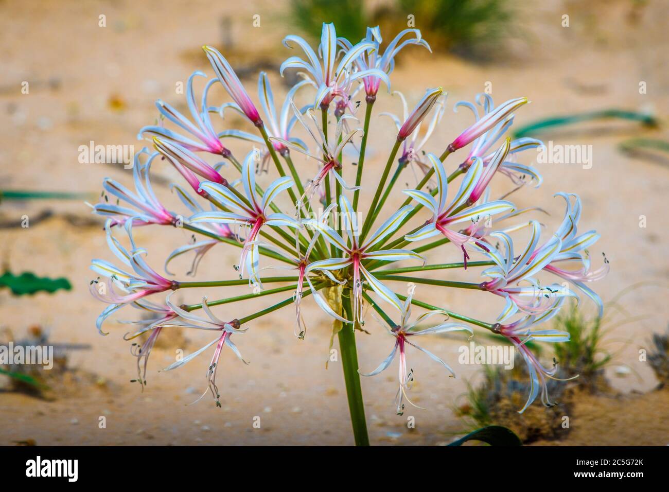 Flowers (Crinum macowanii) in Kgalagadi, South Africa Stock Photo Alamy