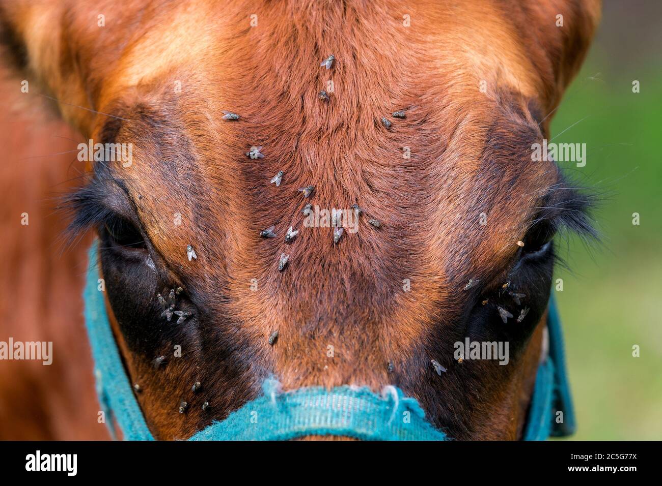 Flies on a brown horse's face. There and many files. Stock Photo