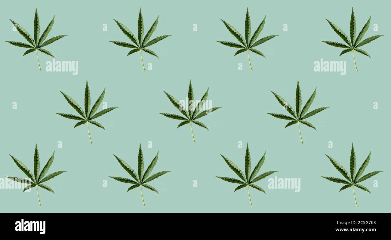 Pattern of green cannabis leaves on a pastel blue background. Stock Photo