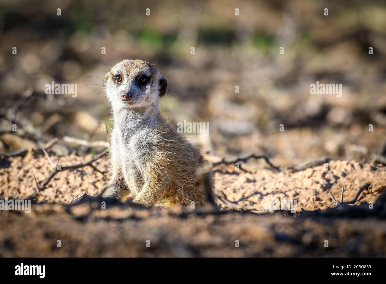 Meerkat in the Kalahari Desert, Namibia Stock Photo - Alamy