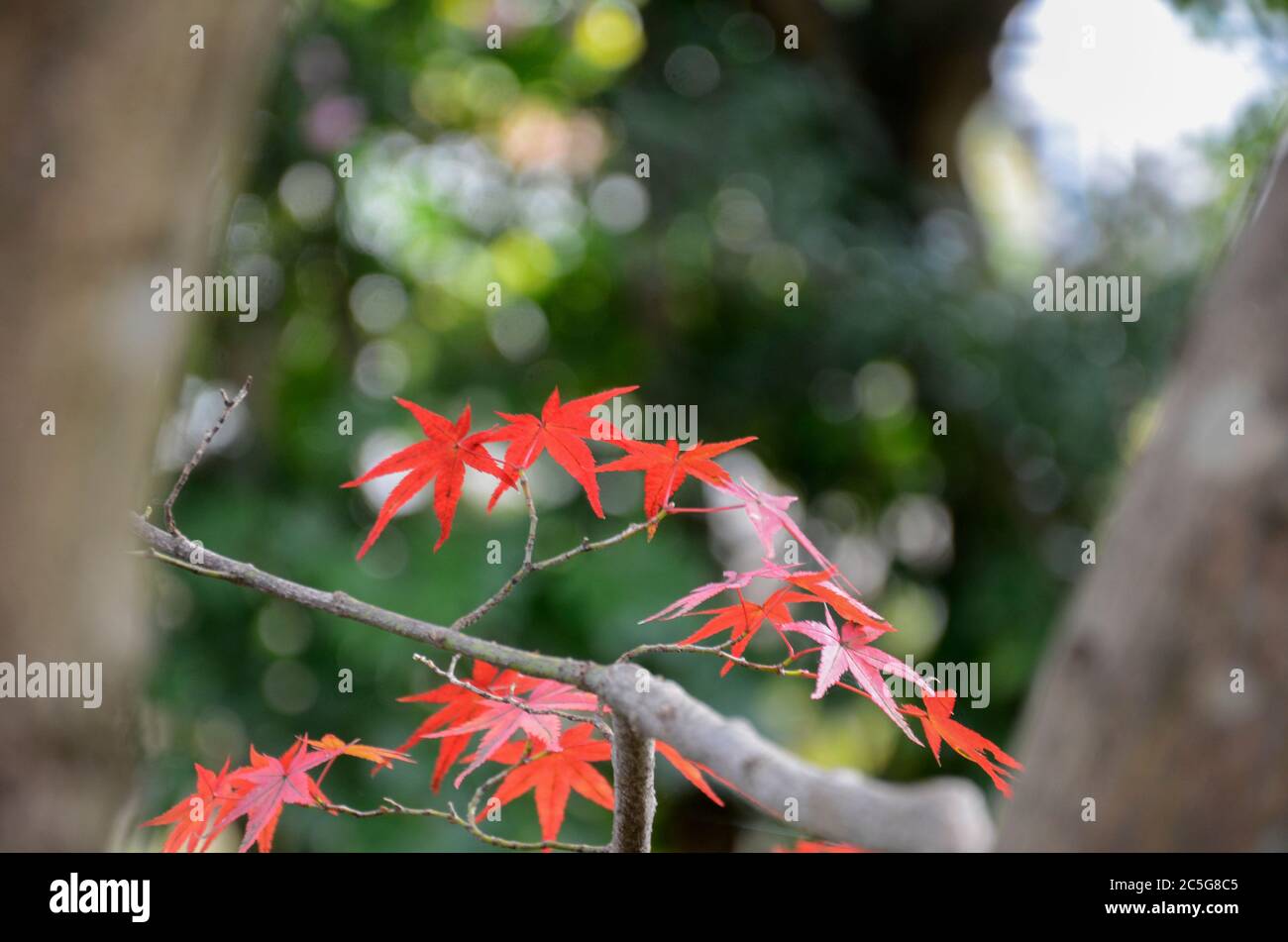 Red leave of maple tree for autumn fall background Stock Photo - Alamy