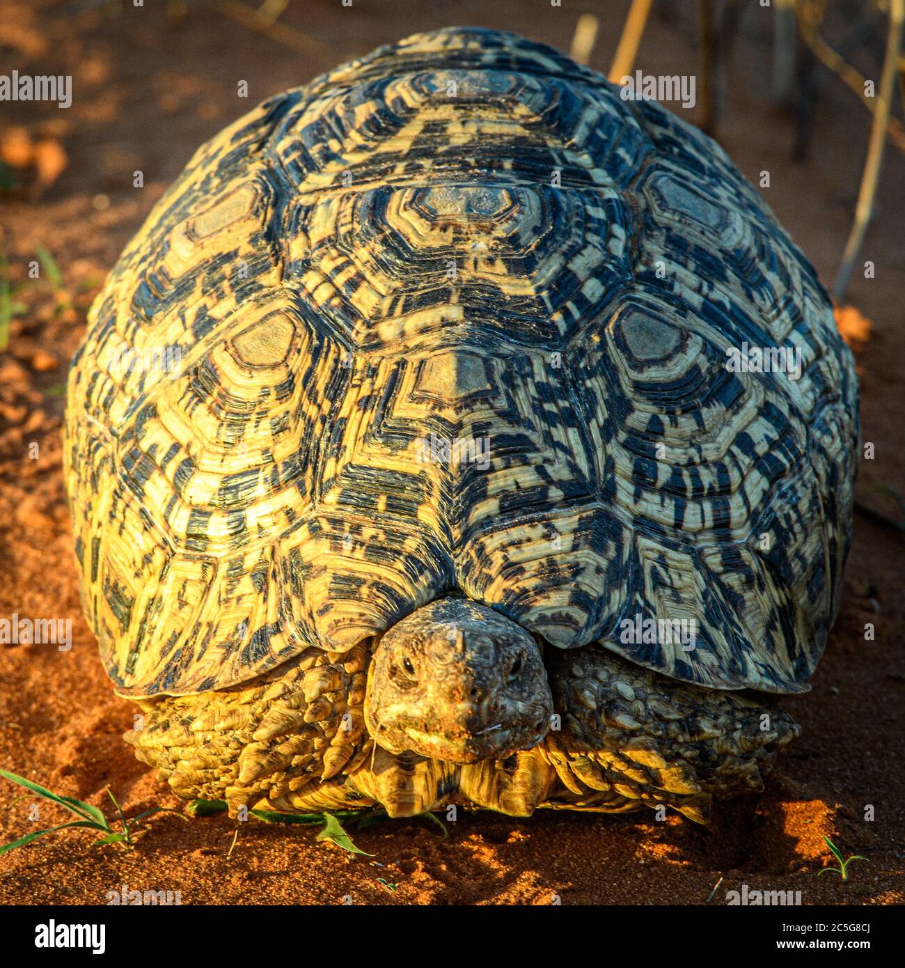 Tortoise in the Kalahari Desert, Namibia Stock Photo - Alamy