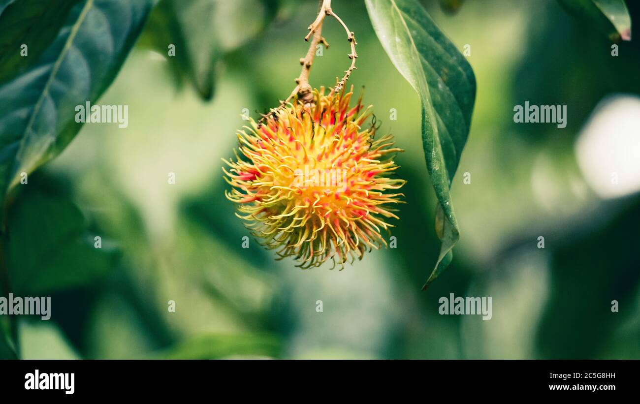 Rambutan leaves hi-res stock photography and images - Alamy