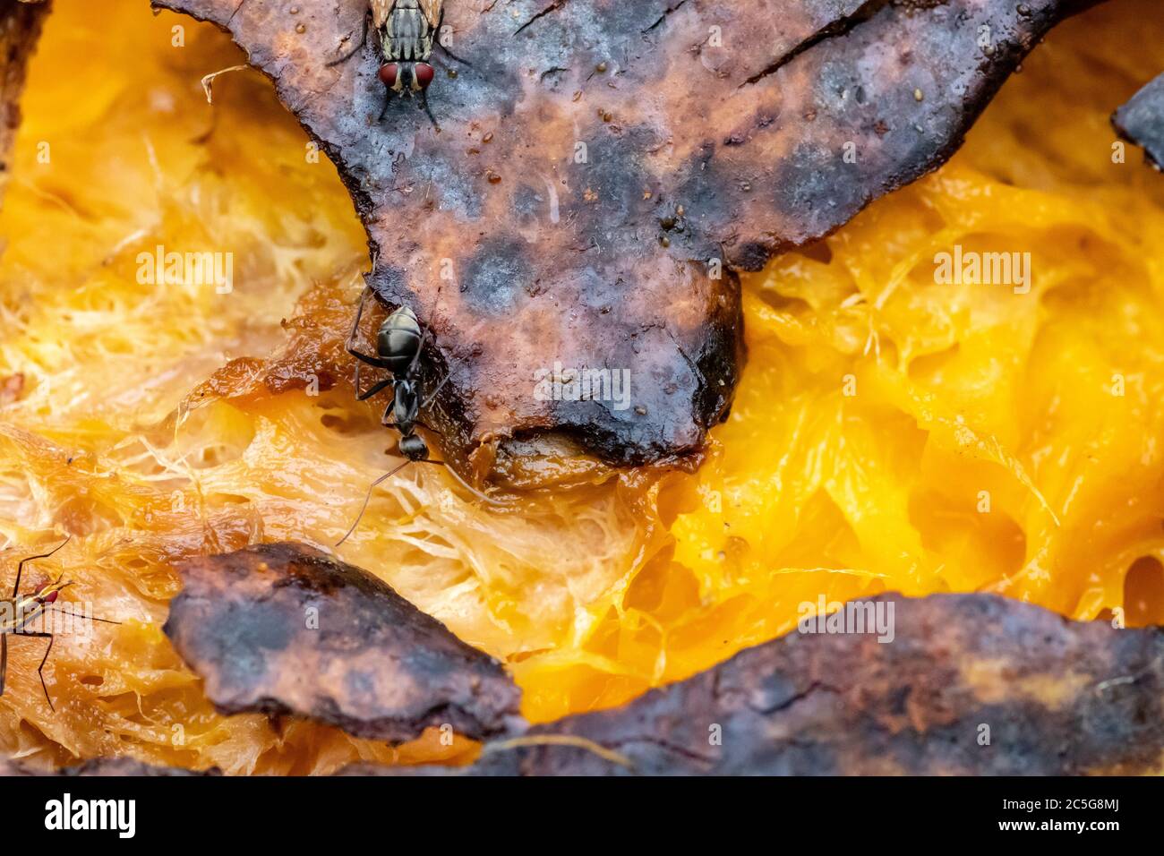 Black ant eats a rotten mango macro closeup Stock Photo