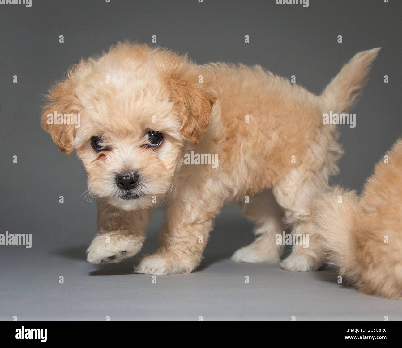 Portrait of a Fuzzy Yellow Bichon Frise Puppy Dog Stock Photo