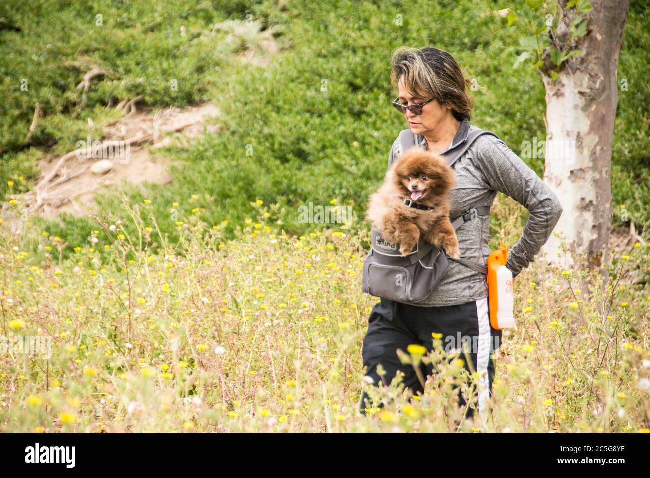 An older woman in her 50's carrying her dog on a hike through the Oso Parkway nature trail, Mission Viejo, California. Stock Photo