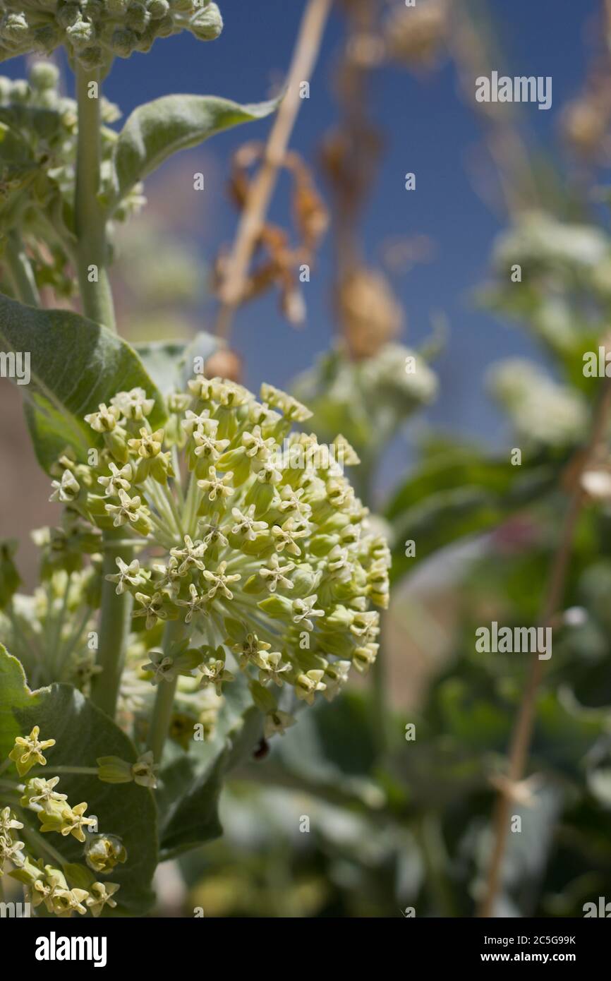 Umbel bloom on Desert Milkweed, Asclepias Erosa, Apocynaceae, native Perennial in the margins of Twentynine Palms, Southern Mojave Desert, Springtime. Stock Photo