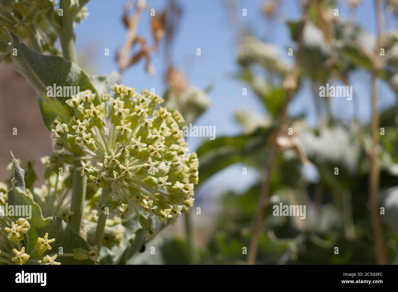 Umbel bloom on Desert Milkweed, Asclepias Erosa, Apocynaceae, native Perennial in the margins of Twentynine Palms, Southern Mojave Desert, Springtime. Stock Photo