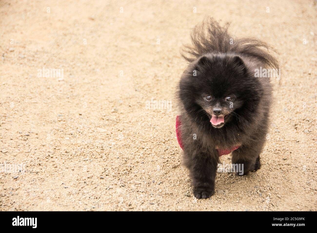 Popular pomeranian sales