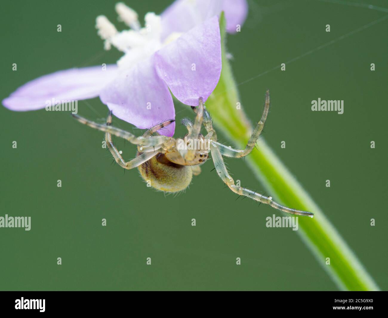 close-up of a tiny orbweaver spider, with pollen stuck to it, hanging upside-down on a web underneath a flower. Boundary Bay salt marsh, British Colum Stock Photo