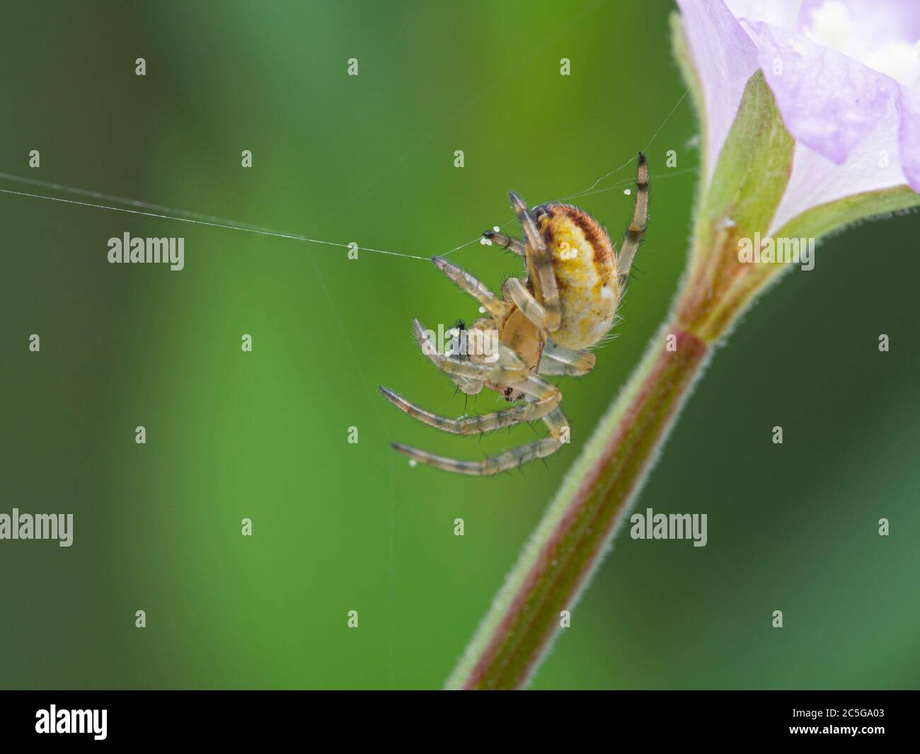 close-up of a tiny orbweaver spider building a web under a flower. Boundary Bay salt marsh, British Columbia Stock Photo