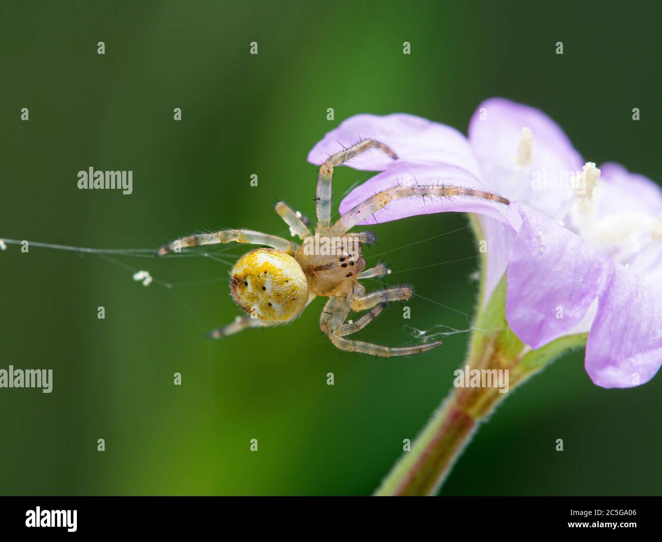 close-up of a tiny orbweaver spider building a web under a flower. Boundary Bay salt marsh, British Columbia Stock Photo