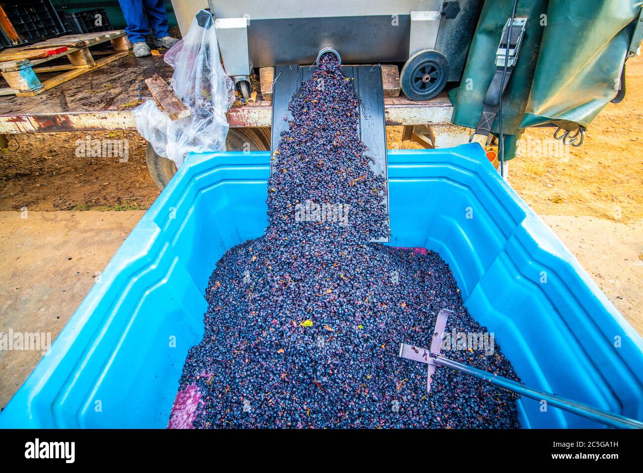 Grapes Being Processed at the Black Pearl Winery, Paarl, Western Cape, South Africa Stock Photo