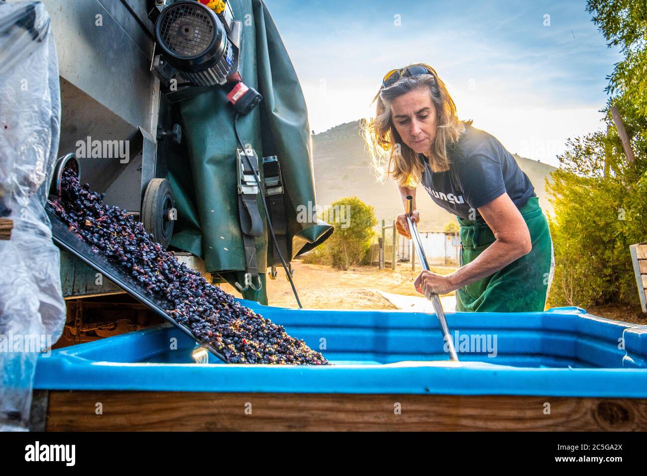 Grapes Being Processed at the Black Pearl Winery, Paarl, Western Cape, South Africa Stock Photo