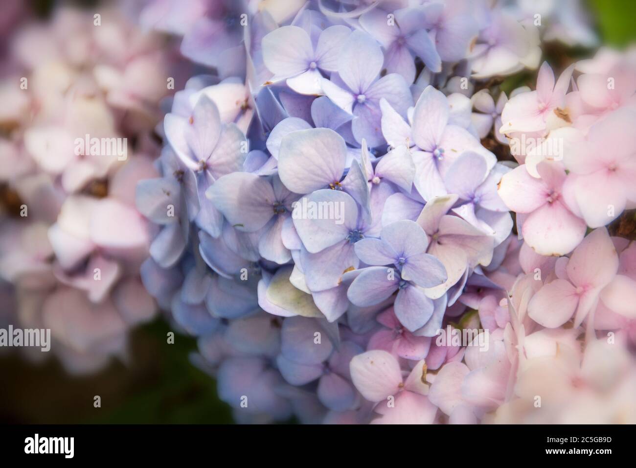 A grouping of blue and pink flowers growing together in a tight cluster. Stock Photo