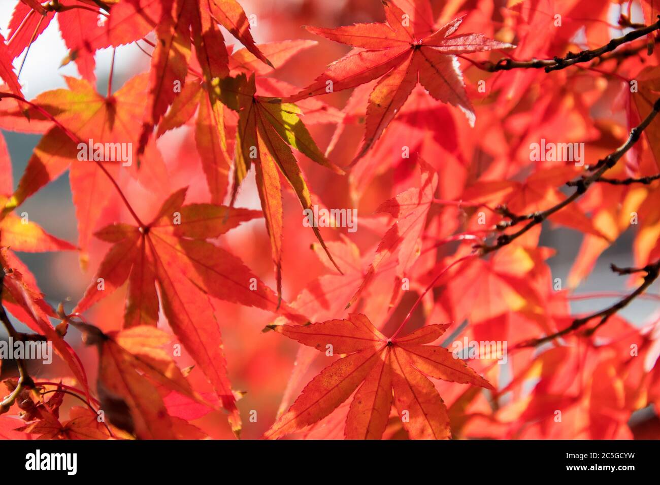 Red leave of maple tree for autumn fall background in Japan Stock Photo ...