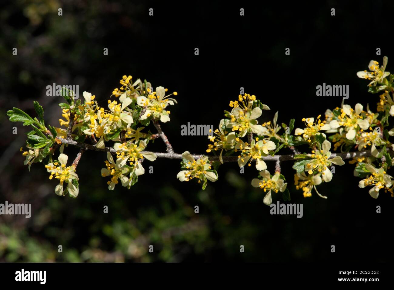 Bitterbrush (Purshia tridentata) a very common woody shrub-type plant in the pine forests on the east side of Oregon's Cascade mountains. Stock Photo