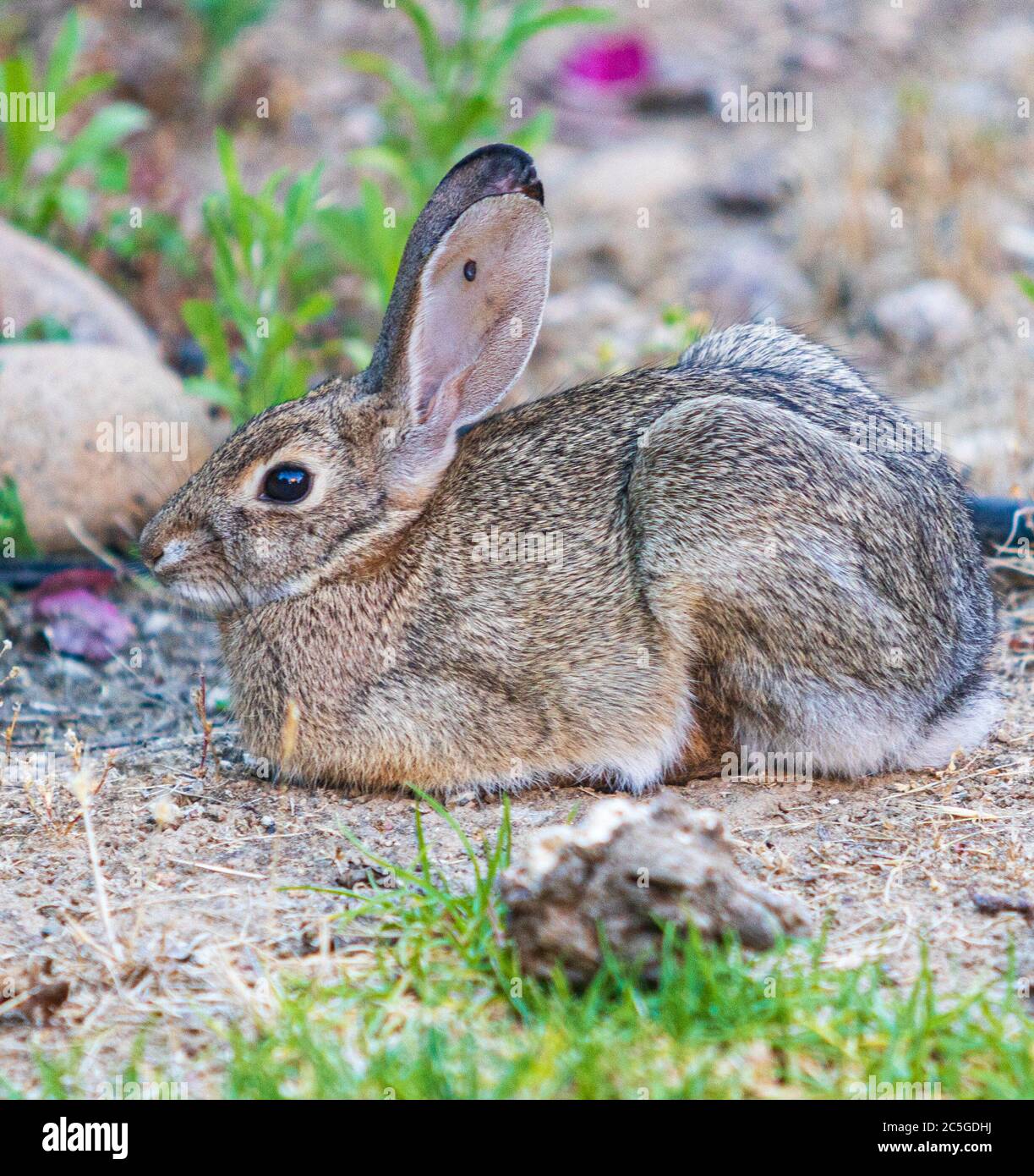 Dying rabbit discount