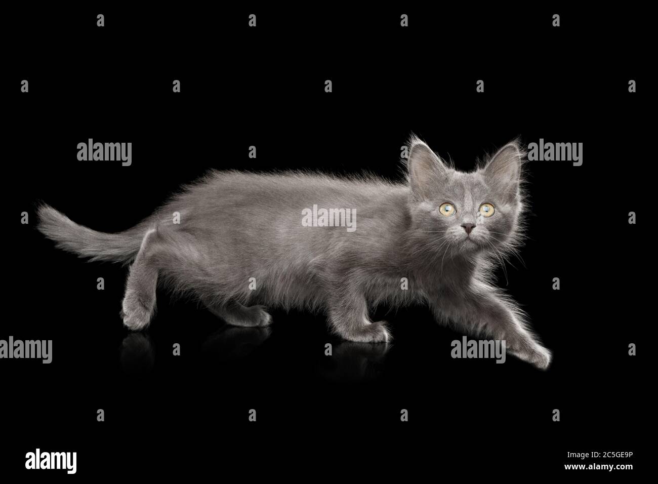 Cute Gray Kitten hunt on Isolated Black Background Stock Photo
