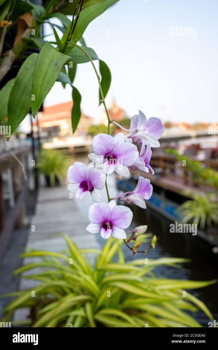 The branch of the Cattleya orchid. Many mixed with purple and white, is an Asian species in Thailand. The background is a rural atmosphere Stock Photo