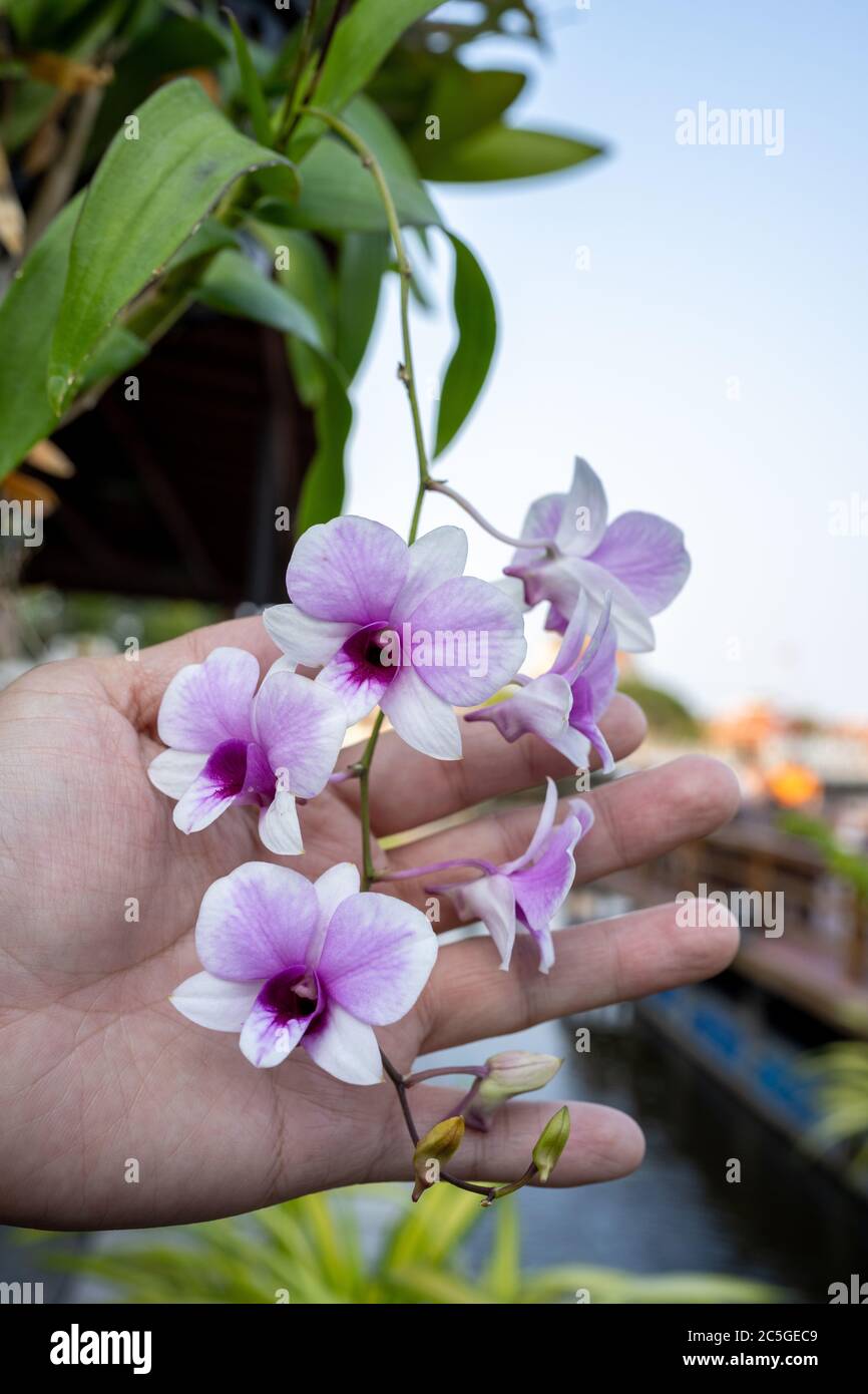 The palms grasp a branch of the Cattleya orchid. Many mixed with purple and white, is an Asian species in a rural farm in Thailand. Stock Photo