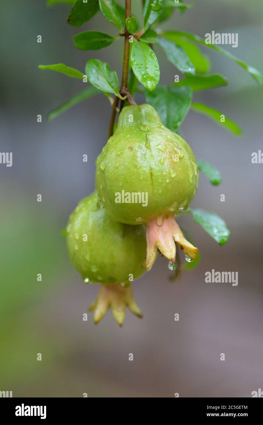 Mathalam Images Mathalam hi-res stock photography and images - Alamy