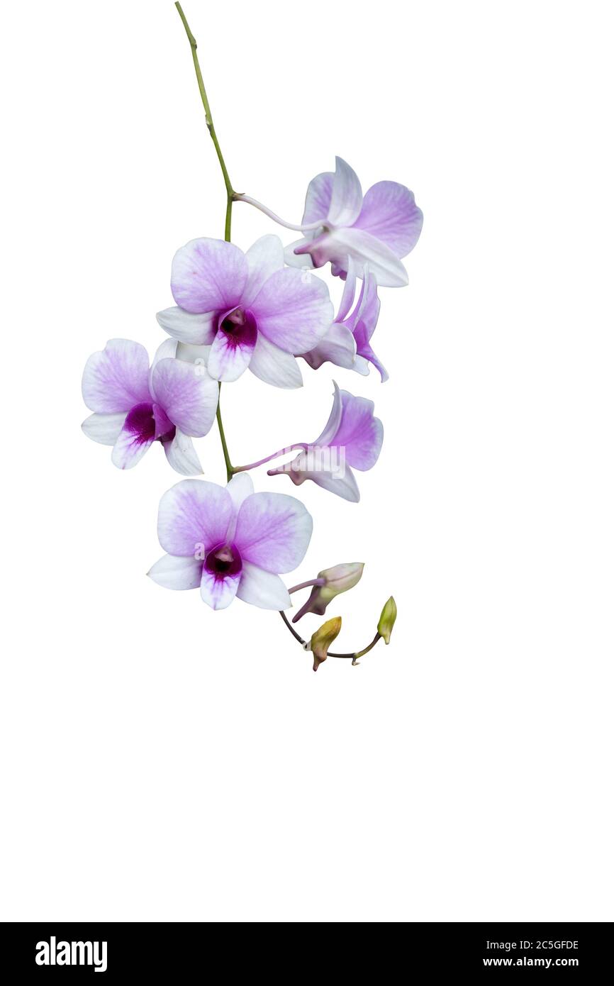 The branch of the Cattleya orchid. Many mixed with purple and white, is an Asian species in Thailand on a white background. Stock Photo