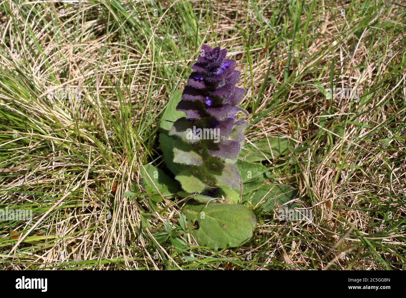 Ajuga pyramidalis, Pyramidal Bugle. Wild plant shot in summer. Stock Photo