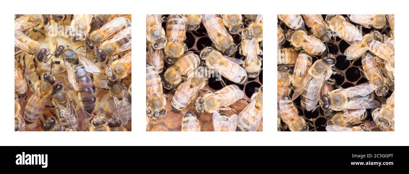 Close up images of Italian honey bees, featuring queen, worker and drone bees. Stock Photo