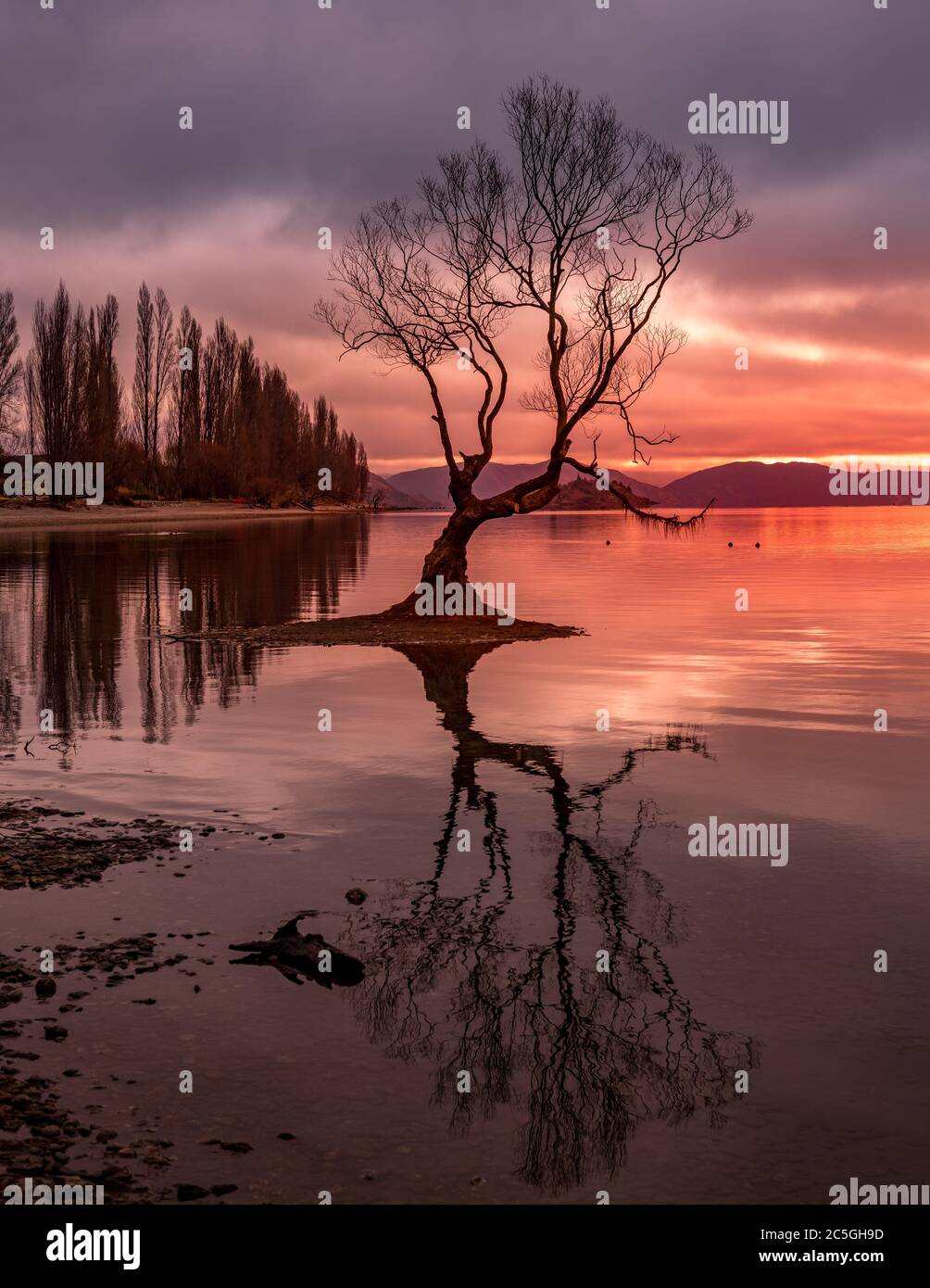 Isolation: Tree growing in Lake Wanaka, New Zealand Stock Photo - Alamy