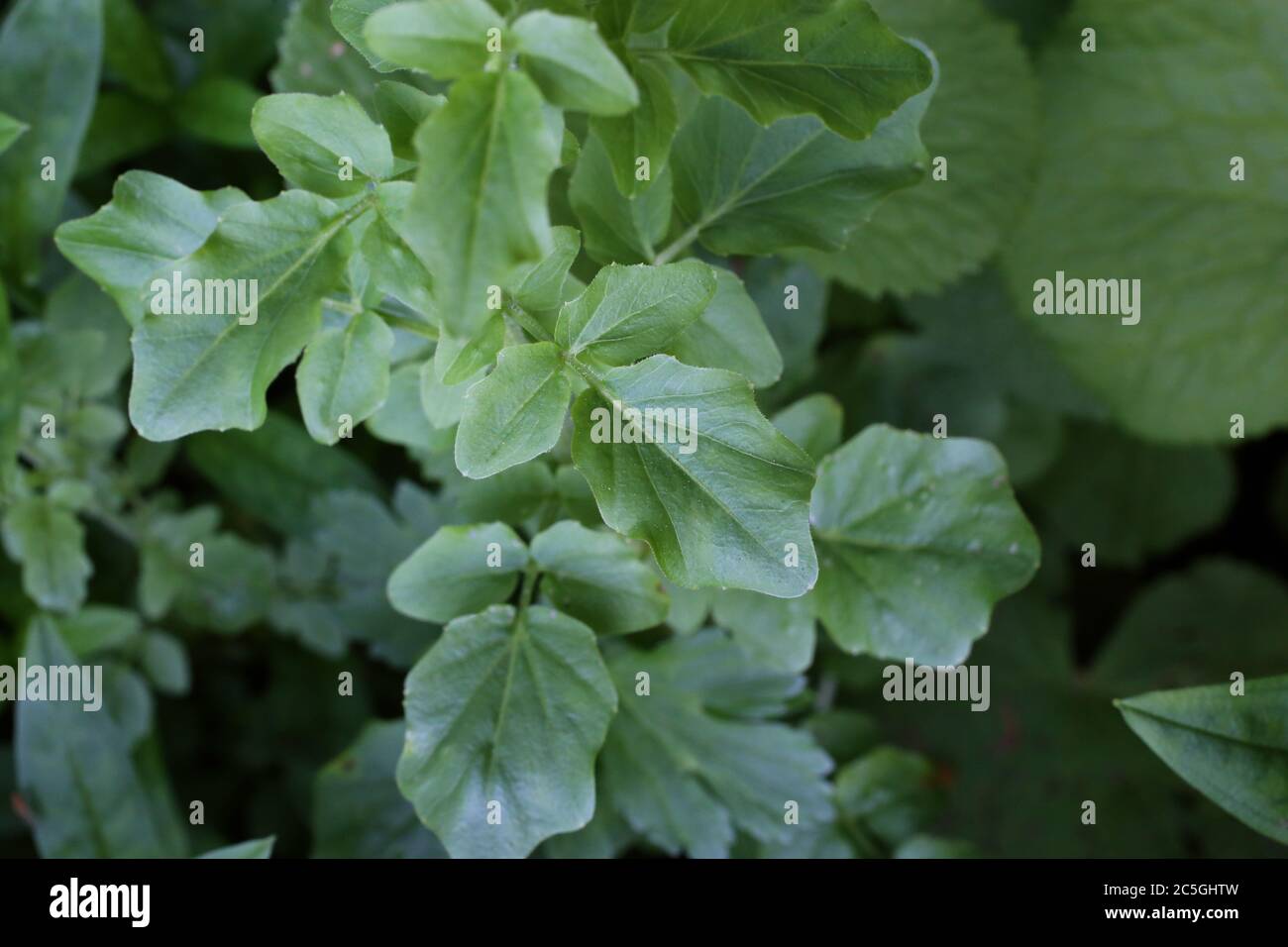 Cardamine amara subsp. balcanica - Wild plant shot in summer. Stock Photo