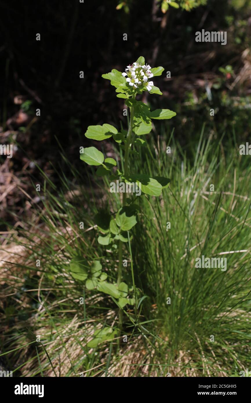 Cardamine amara subsp. balcanica - Wild plant shot in summer. Stock Photo