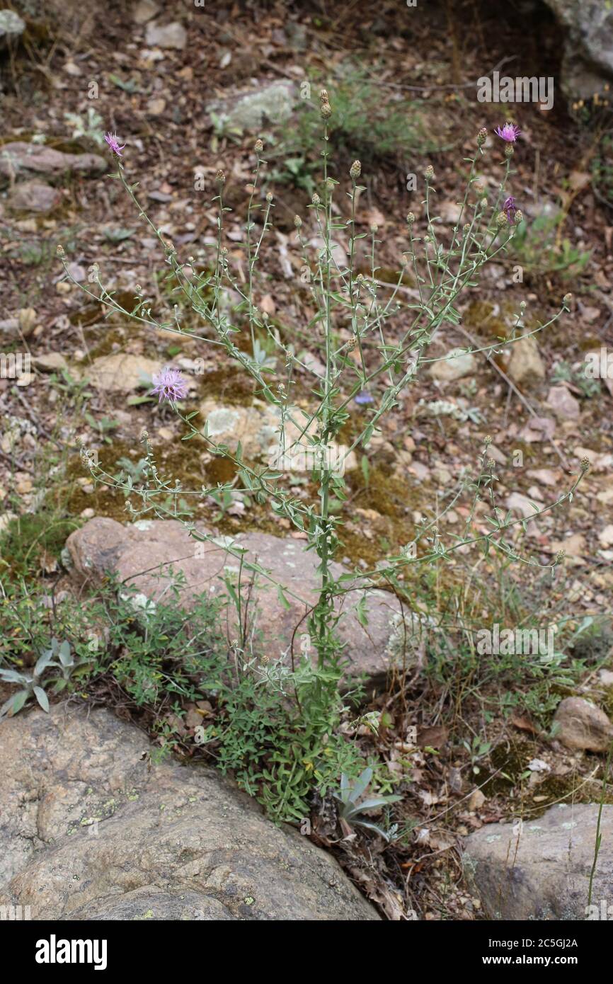 Centaurea cuneifolia - Wild plant shot in summer. Stock Photo