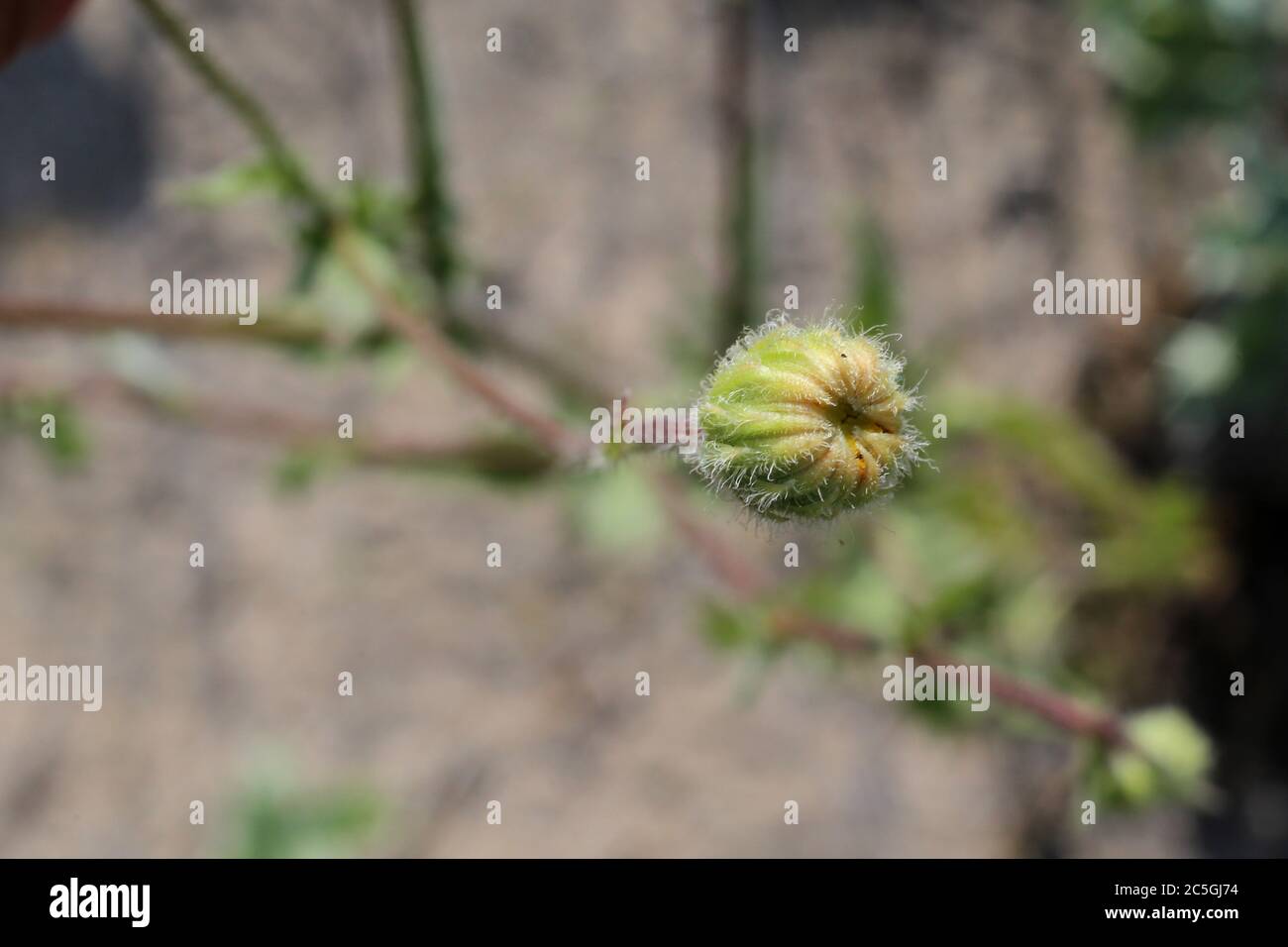 Crepis foetida - Wild plant shot in summer. Stock Photo