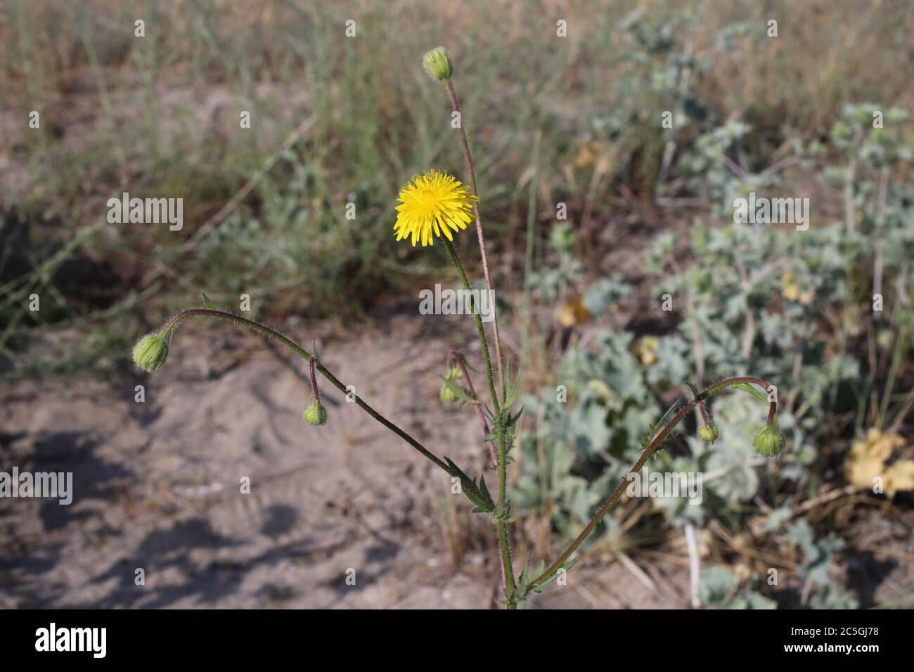 Crepis foetida - Wild plant shot in summer. Stock Photo