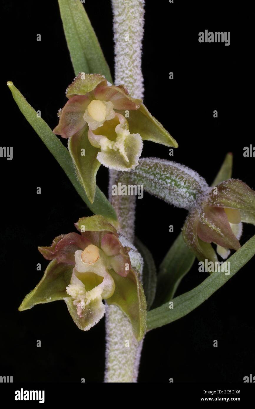 Epipactis microphylla, Small-Leaved Helleborine. Wild plant shot in summer. Stock Photo