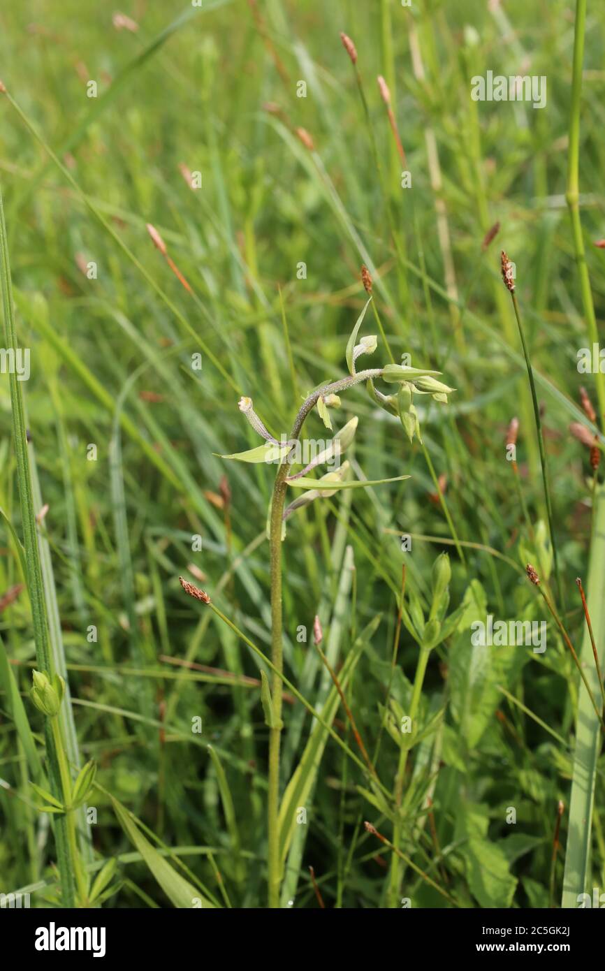 Epipactis palustris, Marsh Helleborine. Wild plant shot in summer. Stock Photo
