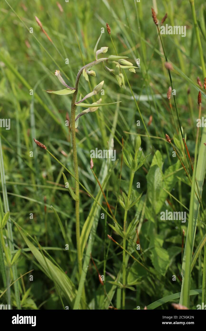 Epipactis palustris, Marsh Helleborine. Wild plant shot in summer. Stock Photo