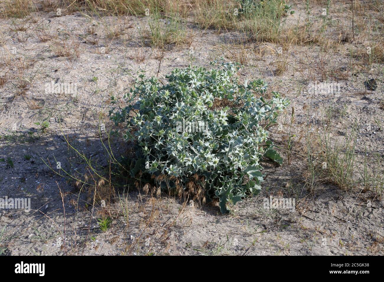 Eryngium maritimum, Sea Holly. Wild plant shot in summer. Stock Photo