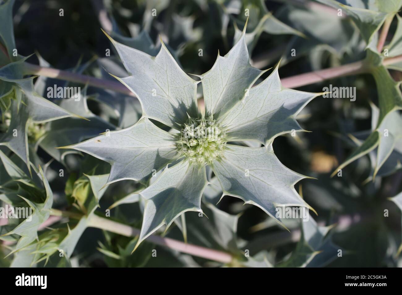 Eryngium maritimum, Sea Holly. Wild plant shot in summer. Stock Photo