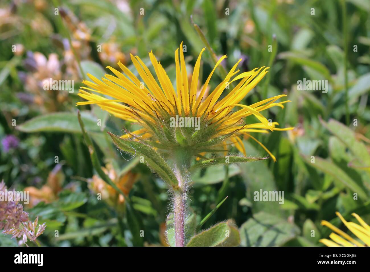 Inula hirta - Wild plant shot in summer. Stock Photo