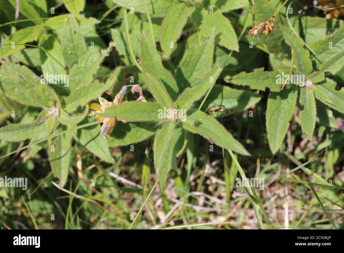 Inula hirta - Wild plant shot in summer. Stock Photo