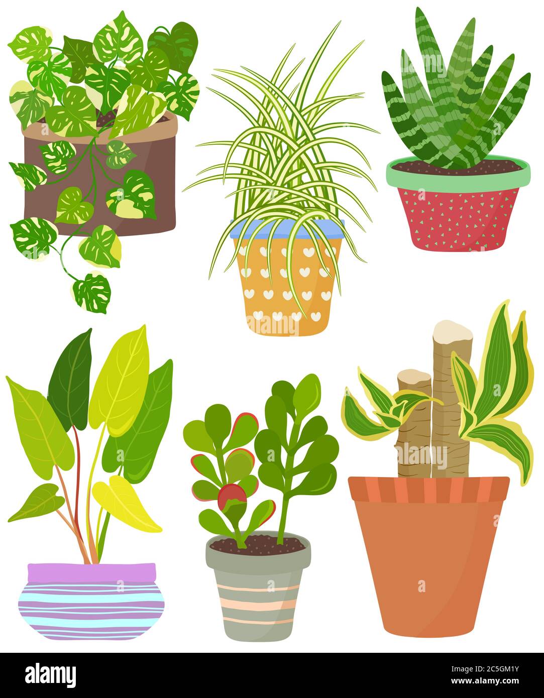 Vector set indoor house plant in pot. English Ivy, Spider plant, Crassula, Janet Craig, African spear, Philodendron lemonlime.Collection of flat style Stock Vector